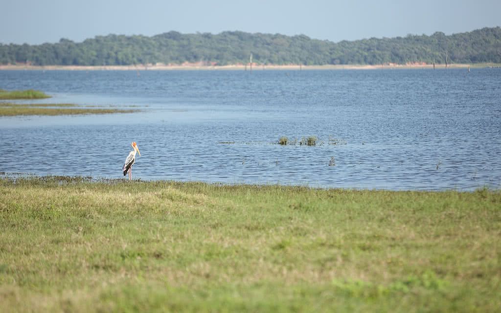 Circuit Sri Lanka : L'Ile Merveilleuse 3 - 7 nuits - Offre spéciale Noces pas cher photo 15