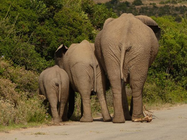 Splendeurs d'Afrique du Sud & Eswatini 11J/08N - 2025 pas cher photo 2